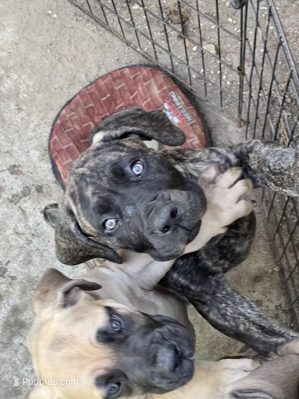 BMO  Olokun – Boerboel puppy for sale in Camden, SC