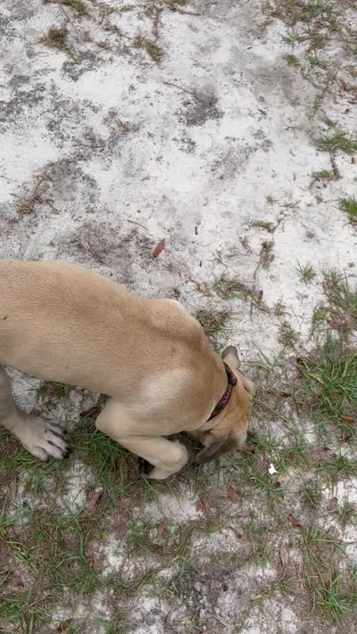 Fawn Male, a male Boerboel for sale in Camden, SC – 10 of 10