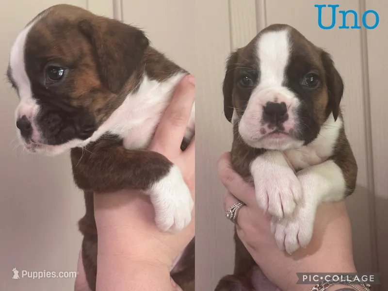 Uno – Boxer puppy for sale in Hurst, TX