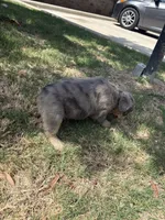 Bella , a female French Bulldog for sale in Dallas, TX – 6 of 6