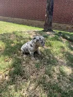 Missy , a female French Bulldog for sale in Dallas, TX – 4 of 5