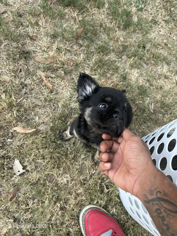 Bear  – French Bulldog puppy for sale in Dallas, TX