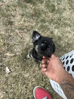 Bear (fluffy frenchie), a female French Bulldog for sale in Dallas, TX – 6 of 10