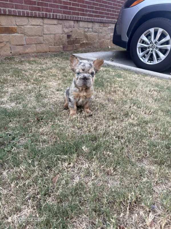 Max – French Bulldog puppy for sale in Dallas, TX