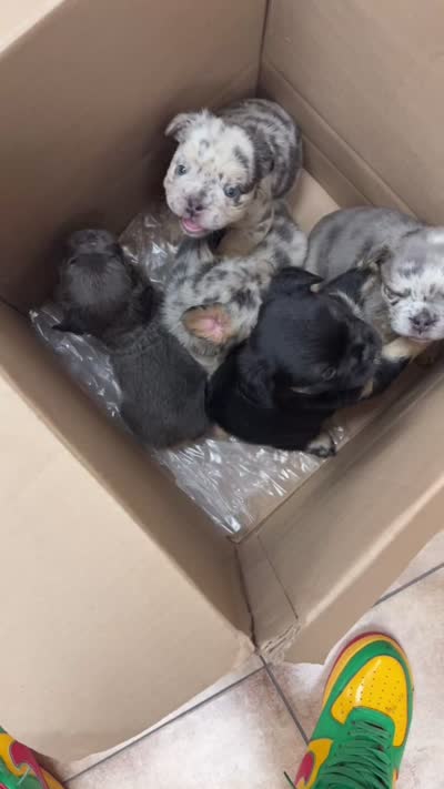Mimi, a female French Bulldog for sale in Dallas, TX – 5 of 6