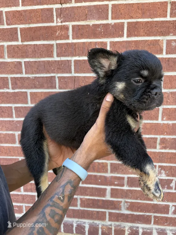 Bear (fluffy frenchie) – French Bulldog puppy for sale in Dallas, TX