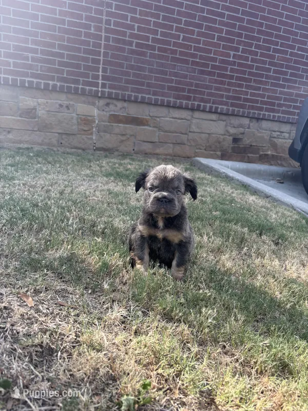 Mimi – French Bulldog puppy for sale in Dallas, TX