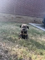 Mimi (fluffy micro frenchie), a female French Bulldog for sale in Dallas, TX – 5 of 9