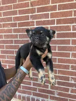Bear (fluffy frenchie), a female French Bulldog for sale in Dallas, TX – 2 of 10
