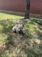 Missy , a female French Bulldog for sale in Dallas, TX – 2 of 5