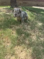 Max, a male French Bulldog for sale in Dallas, TX – 7 of 7