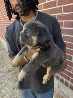 Mimi (fluffy micro frenchie), a female French Bulldog for sale in Dallas, TX – 2 of 9