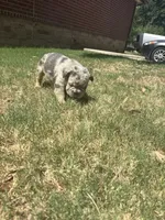 Max, a male French Bulldog for sale in Dallas, TX – 5 of 7