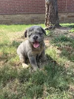 Bella , a female French Bulldog for sale in Dallas, TX – 3 of 6