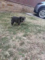 Mimi (fluffy micro frenchie), a female French Bulldog for sale in Dallas, TX – 7 of 9