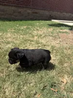 Bear , a female French Bulldog for sale in Dallas, TX – 6 of 6