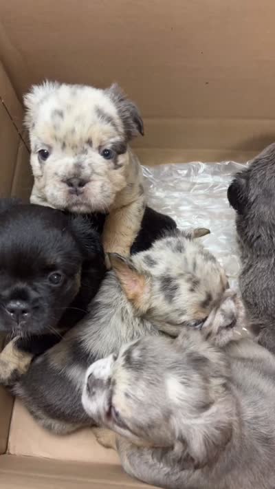 Bear , a female French Bulldog for sale in Dallas, TX – 5 of 6