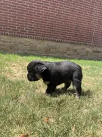 Bear , a female French Bulldog for sale in Dallas, TX – 4 of 6
