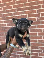 Bear (fluffy frenchie), a female French Bulldog for sale in Dallas, TX – 5 of 10