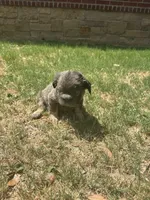 Mimi, a female French Bulldog for sale in Dallas, TX – 2 of 6