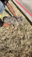 Bella (fluffy frenchie), a female French Bulldog for sale in Dallas, TX – 3 of 5