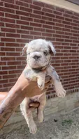Bella , a female French Bulldog for sale in Dallas, TX – 2 of 6