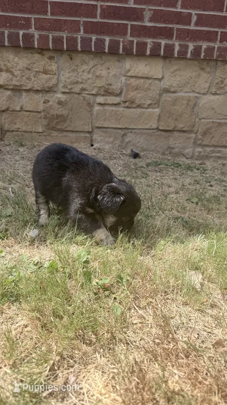 Bear  – French Bulldog puppy for sale in Dallas, TX