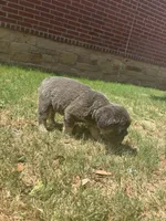 Mimi, a female French Bulldog for sale in Dallas, TX – 4 of 6