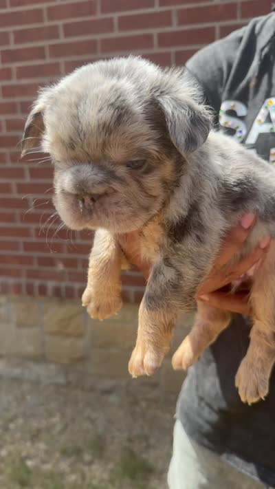 Max, a male French Bulldog for sale in Dallas, TX – 4 of 7