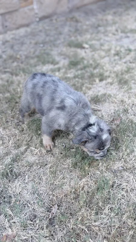 Bella (fluffy frenchie) – French Bulldog puppy for sale in Dallas, TX