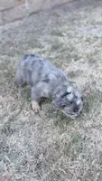 Bella (fluffy frenchie), a female French Bulldog for sale in Dallas, TX – 1 of 5