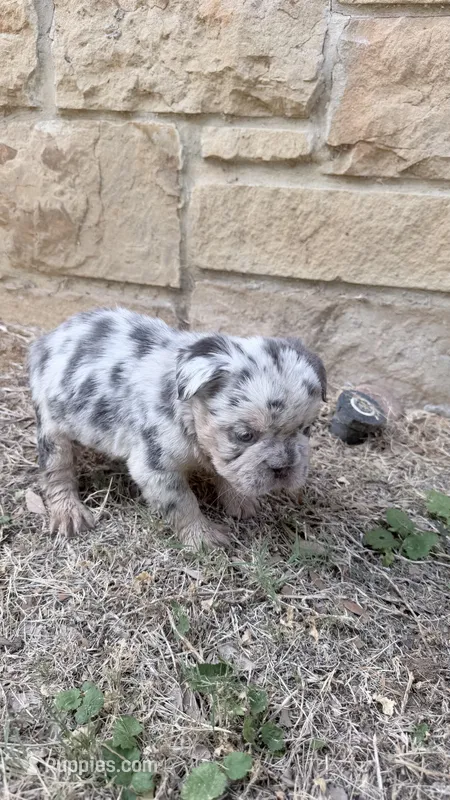 Missy  – French Bulldog puppy for sale in Dallas, TX