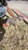 Bella (fluffy frenchie), a female French Bulldog for sale in Dallas, TX – 5 of 5