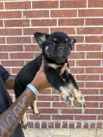 Bear (fluffy frenchie), a female French Bulldog for sale in Dallas, TX – 4 of 10