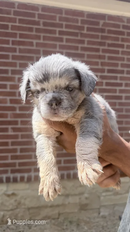 Bella  – French Bulldog puppy for sale in Dallas, TX