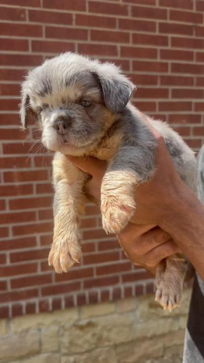 Bella , a female French Bulldog for sale in Dallas, TX – 4 of 6