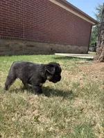 Bear , a female French Bulldog for sale in Dallas, TX – 2 of 6