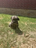 Mimi, a female French Bulldog for sale in Dallas, TX – 6 of 6