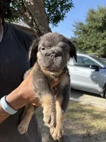 Mimi (fluffy micro frenchie), a female French Bulldog for sale in Dallas, TX – 1 of 9