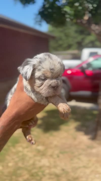Missy , a female French Bulldog for sale in Dallas, TX – 3 of 5