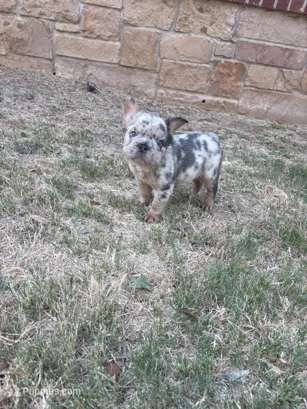 Missy  – French Bulldog puppy for sale in Dallas, TX