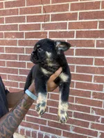 Bear (fluffy frenchie), a female French Bulldog for sale in Dallas, TX – 3 of 10