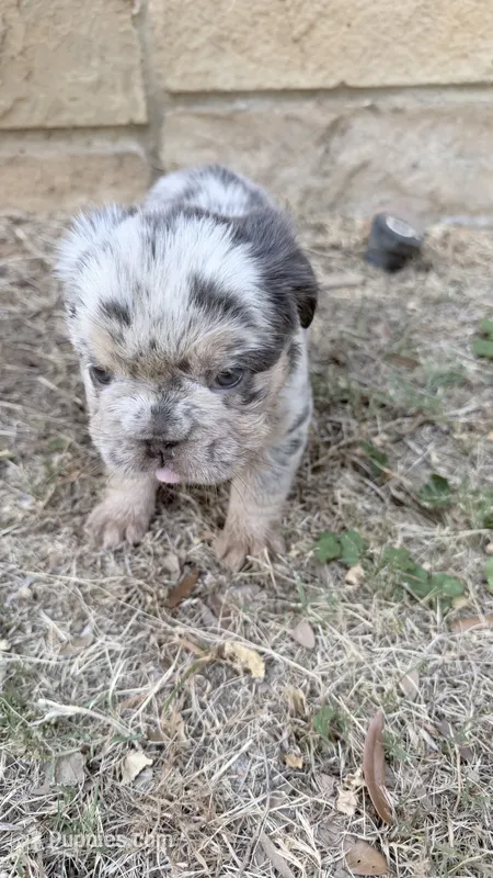 Max – French Bulldog puppy for sale in Dallas, TX