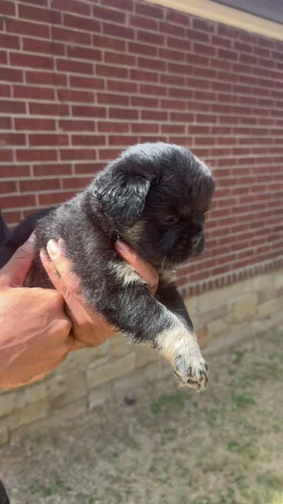 Bear , a female French Bulldog for sale in Dallas, TX – 3 of 6