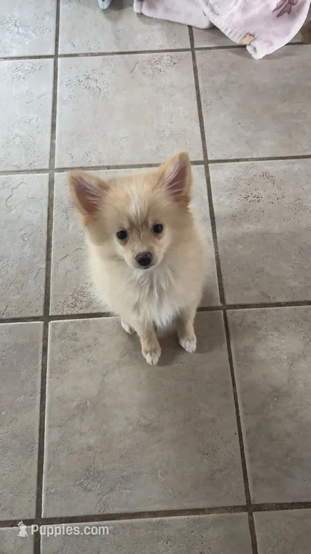 rex – Pomeranian puppy for sale in Chippewa Falls, WI