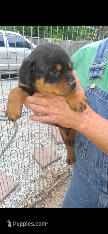 Female 2 – Rottweiler puppy for sale in Lexington, TN