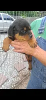 Female 2, a female Rottweiler for sale in Lexington, TN – 1 of 1
