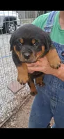 1st Female, a female Rottweiler for sale in Lexington, TN – 1 of 1