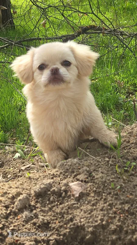 Lyla – Pekingese puppy for sale in Grants Pass, OR