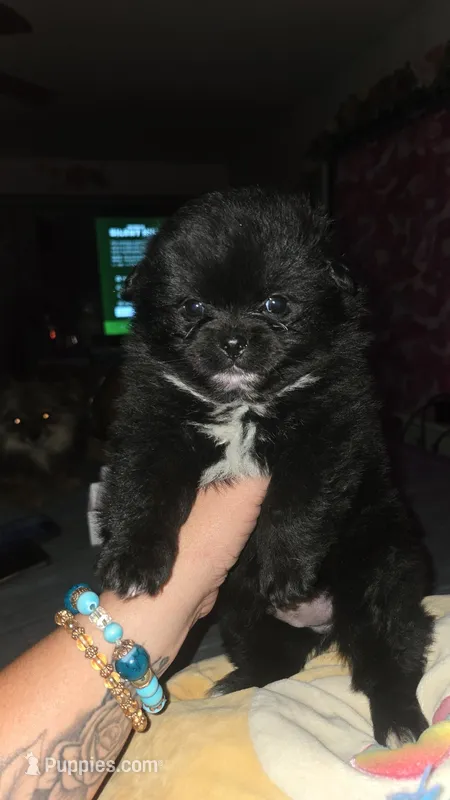 Denni – Pomeranian puppy for sale in Grants Pass, OR